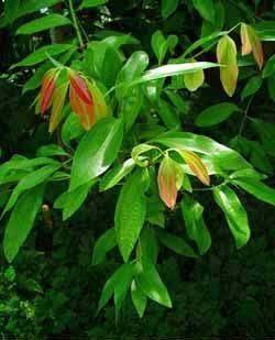 Arbol de la canela